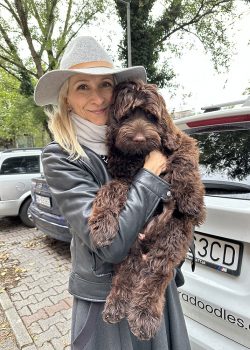 Australian Labradoodles Slovakia, psík Archie