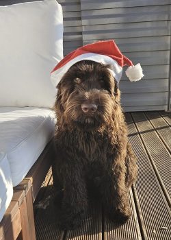 Australian Labradoodle Slovakia, psík Archie