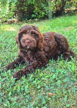 Australian Labradoodles Slovakia, psík Archie