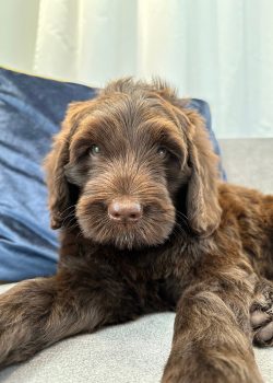 Australian Labradoodles Slovakia, psík Archie