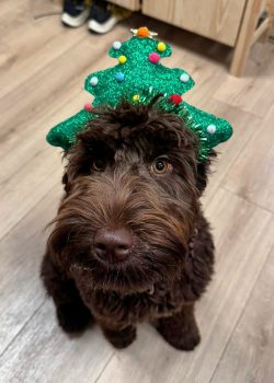 Australian Labradoodle Slovakia, fenka Chanel