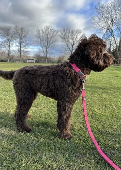 Australian Labradoodle Slovakia, fenka Chanel