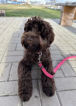 Australian Labradoodle Slovakia, fenka Chanel