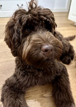 Australian Labradoodle Slovakia, fenka Chanel