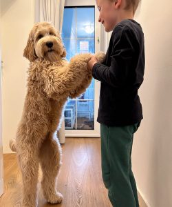 Australian Labradoodle Slovakia, fenka Taffy Coco