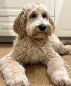 Australian Labradoodle Slovakia, fenka Taffy Coco