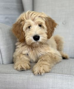 Australian Labradoodle Slovakia, fenka Taffy Coco