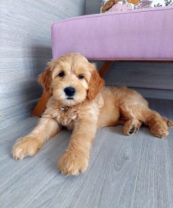 Australian Labradoodle Slovakia, fenka Taffy Coco