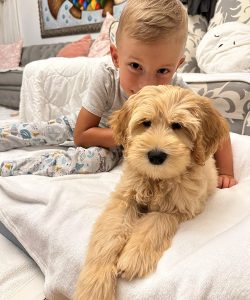 Australian Labradoodle Slovakia, fenka Taffy Coco