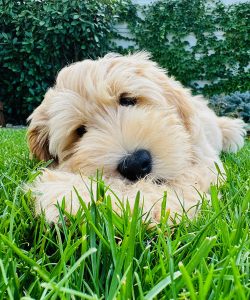 Australian Labradoodle Slovakia, fenka Taffy Coco