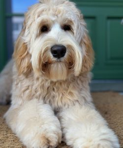 Australian Labradoodle Slovakia, fenka Taffy Coco