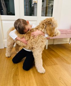 Australian Labradoodle Slovakia, fenka Taffy Coco