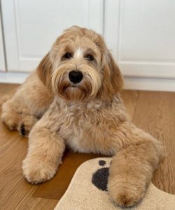 Australian Labradoodle Slovakia, fenka Taffy Coco