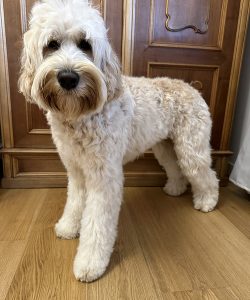 Australian Labradoodle Slovakia, fenka Coco