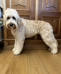 Australian Labradoodle Slovakia, fenka Coco