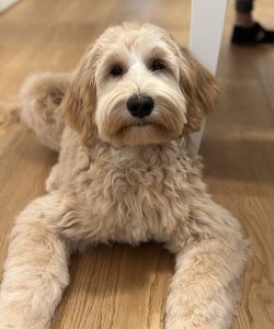 Australian Labradoodle Slovakia, fenka Taffy Coco