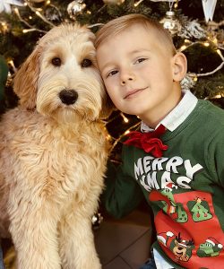 Australian Labradoodle Slovakia, fenka Taffy Coco