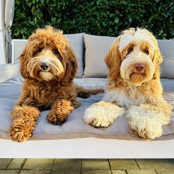 Australian Labradoodles Slovakia, psík Henry