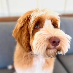 Australian Labradoodles Slovakia, psík Henry