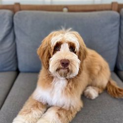 Australian Labradoodles Slovakia, psík Henry