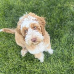 Australian Labradoodles Slovakia, psík Henry