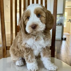 Australian Labradoodle Slovakia, psík Henry