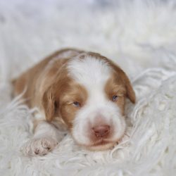 Australian Labradoodle Slovakia, psík Henry