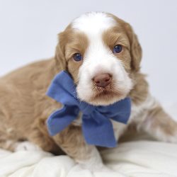 Australian Labradoodle Slovakia, psík Henry