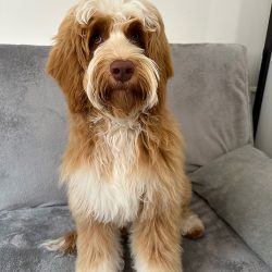 Australian Labradoodles Slovakia, psík Henry