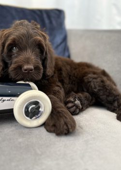 Australian Labradoodle Slovakia